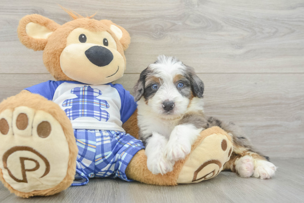 Best Mini Bernedoodle Baby