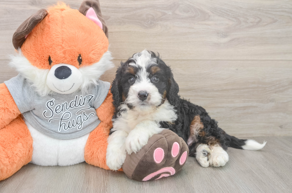7 week old Mini Bernedoodle Puppy For Sale - Puppy Love PR