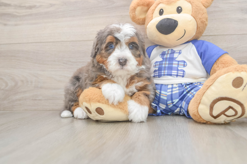 5 week old Mini Bernedoodle Puppy For Sale - Puppy Love PR