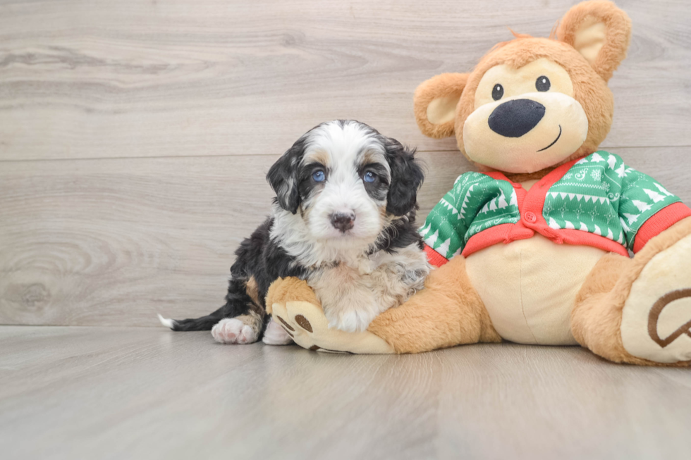 Mini Bernedoodle Puppy for Adoption