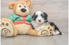 Mini Bernedoodle Pup Being Cute