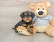8 week old Mini Bernedoodle Puppy For Sale - Puppy Love PR