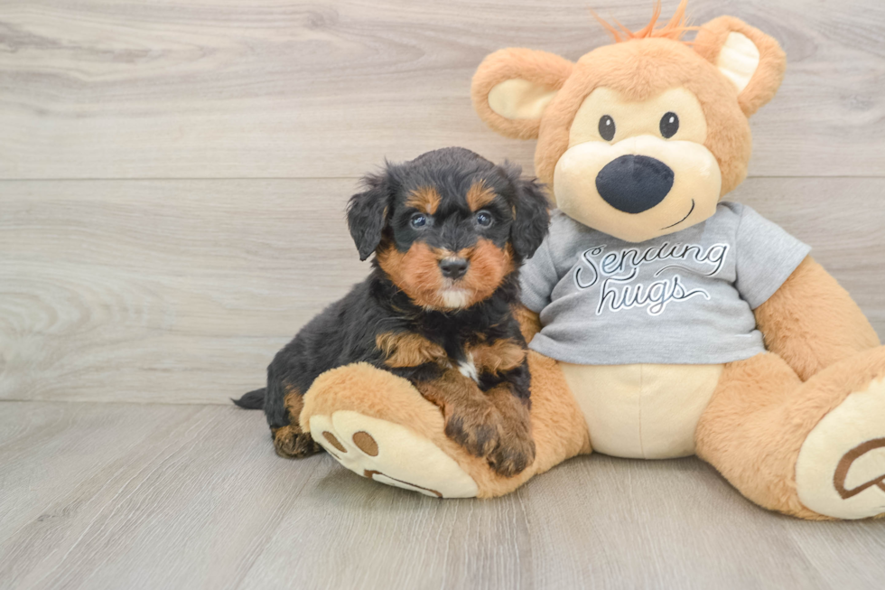 Best Mini Bernedoodle Baby