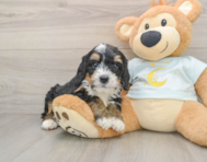7 week old Mini Bernedoodle Puppy For Sale - Puppy Love PR