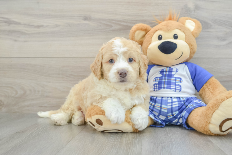 Meet Hopper - our Mini Bernedoodle Puppy Photo 1/3 - Puppy Love PR Little Mini Bernesepoo Poodle Mix Puppy