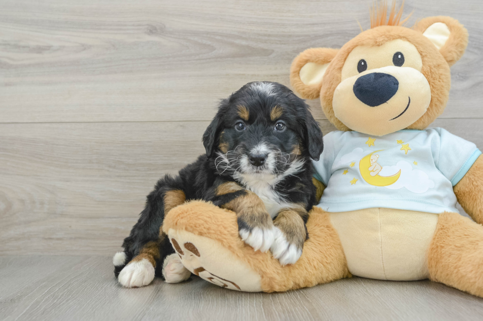 5 week old Mini Bernedoodle Puppy For Sale - Puppy Love PR