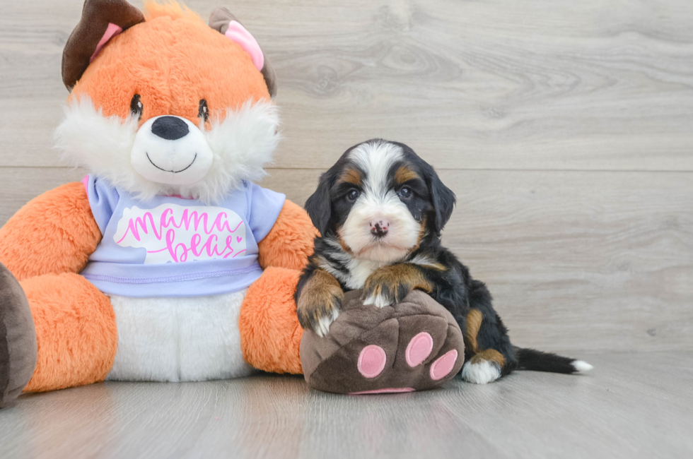 7 week old Mini Bernedoodle Puppy For Sale - Puppy Love PR