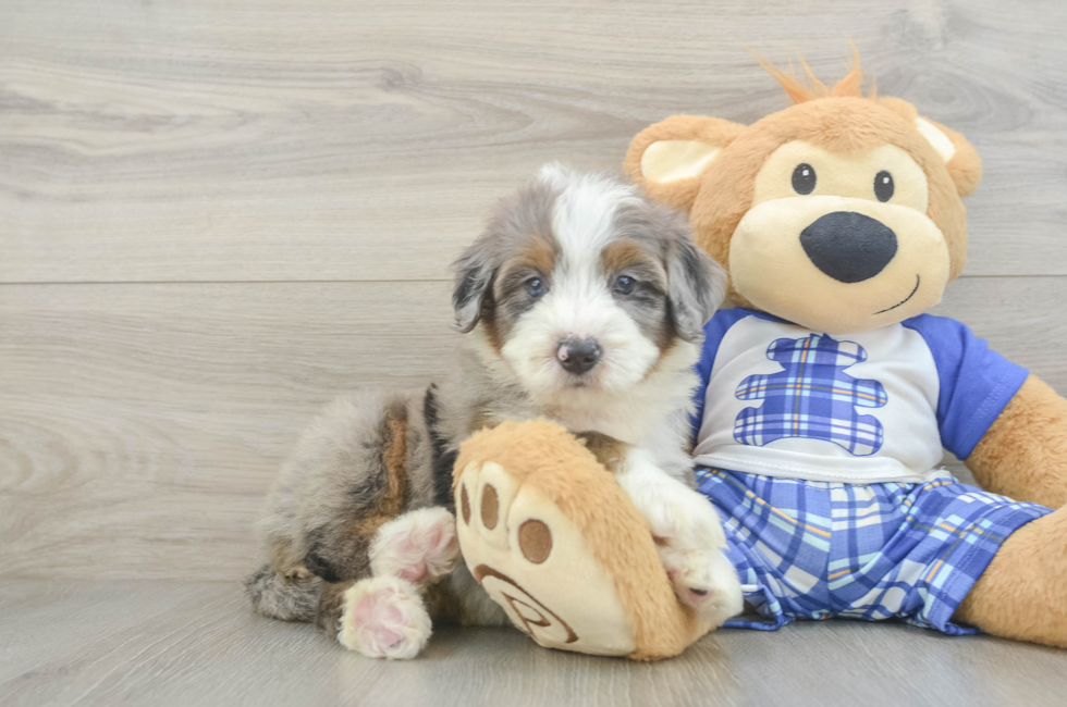 5 week old Mini Bernedoodle Puppy For Sale - Puppy Love PR