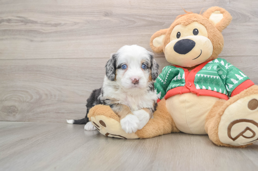 5 week old Mini Bernedoodle Puppy For Sale - Puppy Love PR