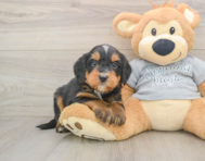 8 week old Mini Bernedoodle Puppy For Sale - Puppy Love PR