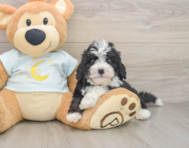 7 week old Mini Bernedoodle Puppy For Sale - Puppy Love PR
