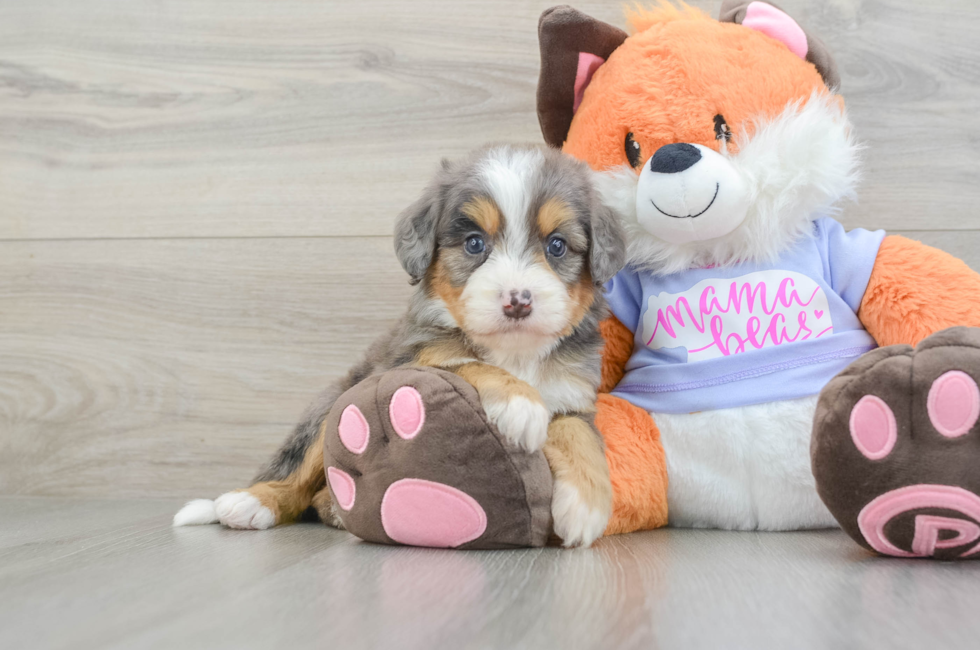 7 week old Mini Bernedoodle Puppy For Sale - Puppy Love PR