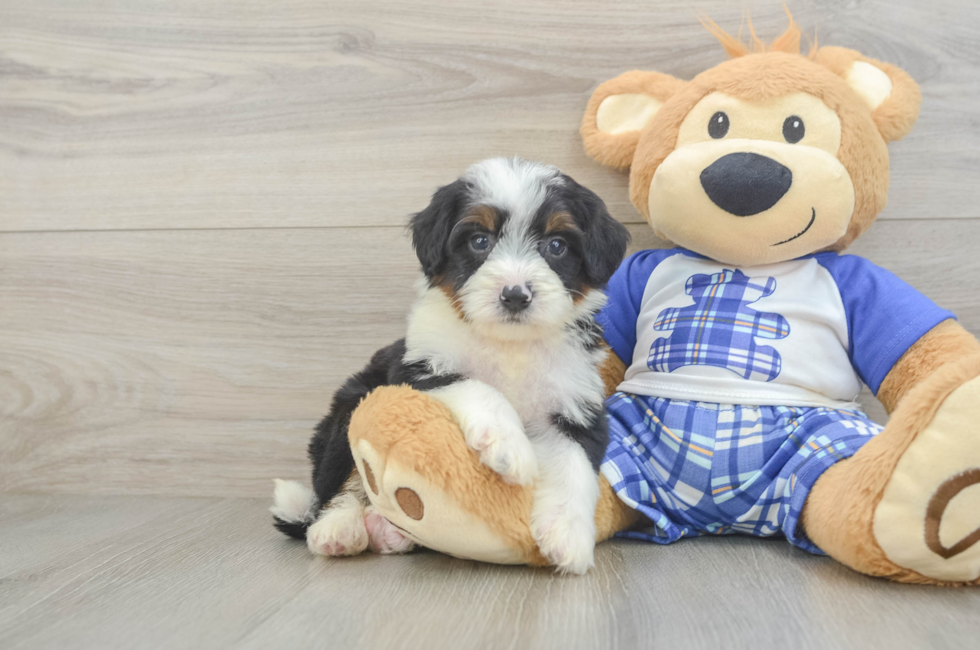 5 week old Mini Bernedoodle Puppy For Sale - Puppy Love PR