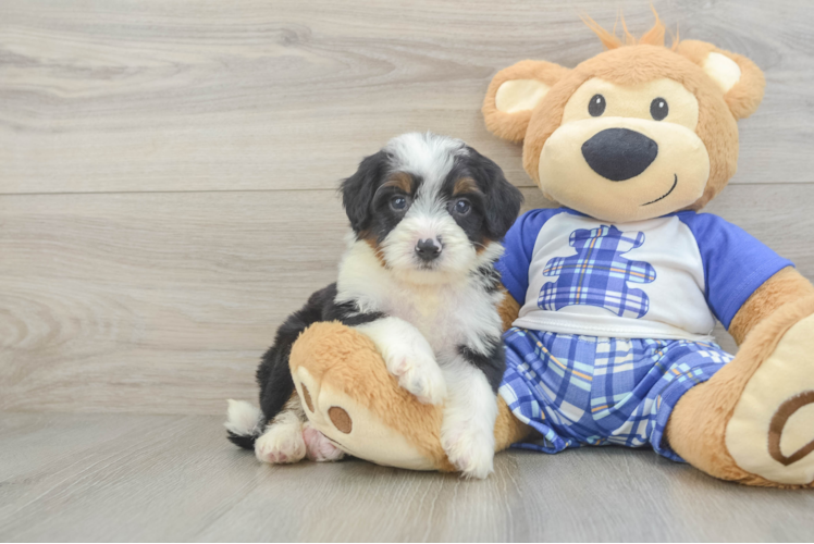 Meet Hoppy - our Mini Bernedoodle Puppy Photo 1/3 - Puppy Love PR Mini Bernedoodle Puppy for Adoption