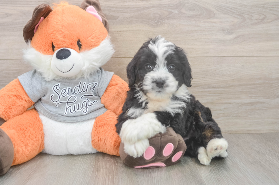 7 week old Mini Bernedoodle Puppy For Sale - Puppy Love PR