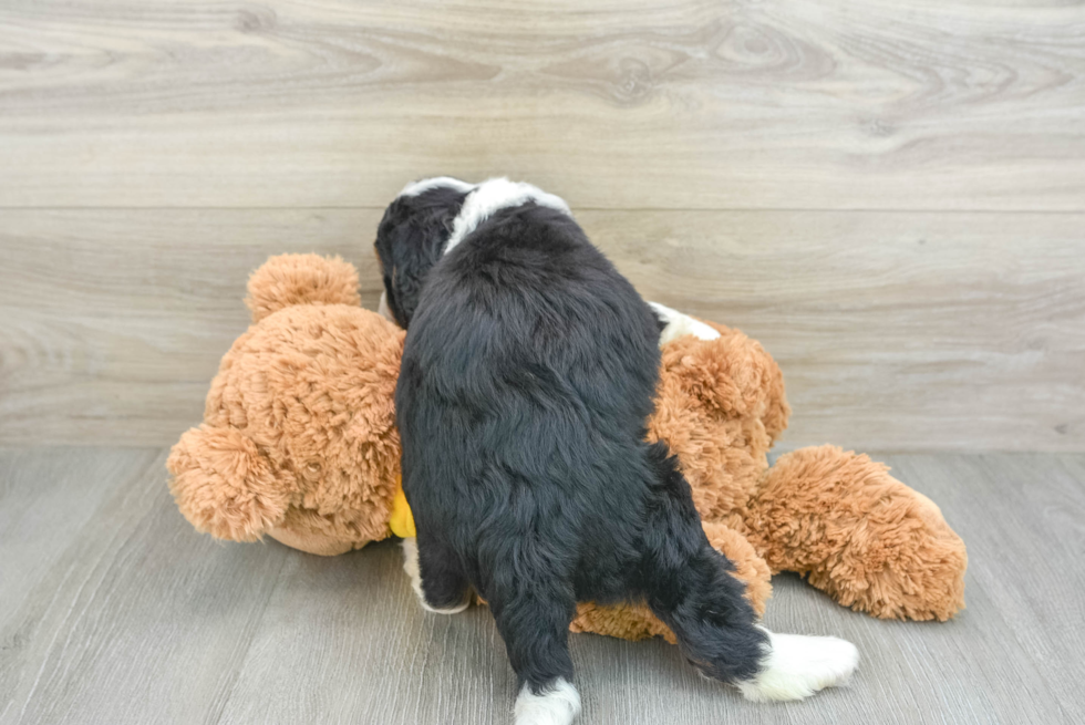 Best Mini Bernedoodle Baby