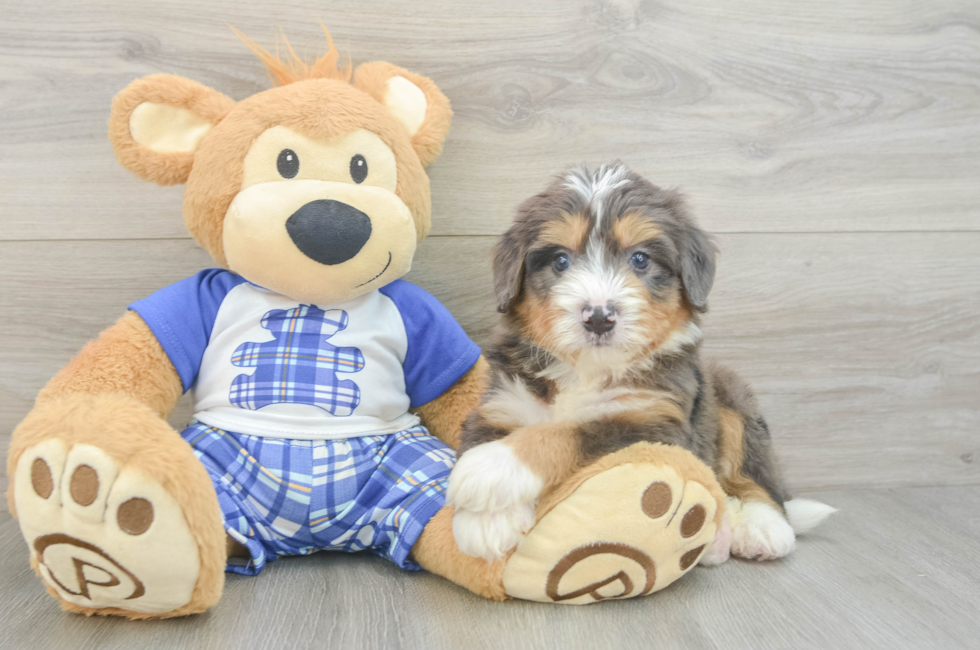 5 week old Mini Bernedoodle Puppy For Sale - Puppy Love PR
