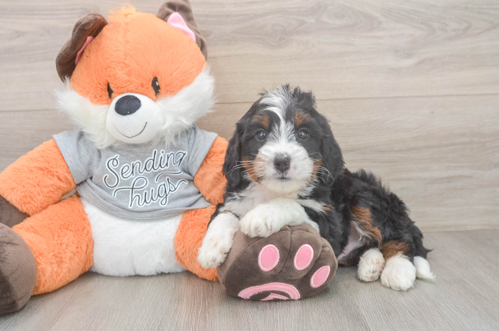 7 week old Mini Bernedoodle Puppy For Sale - Puppy Love PR
