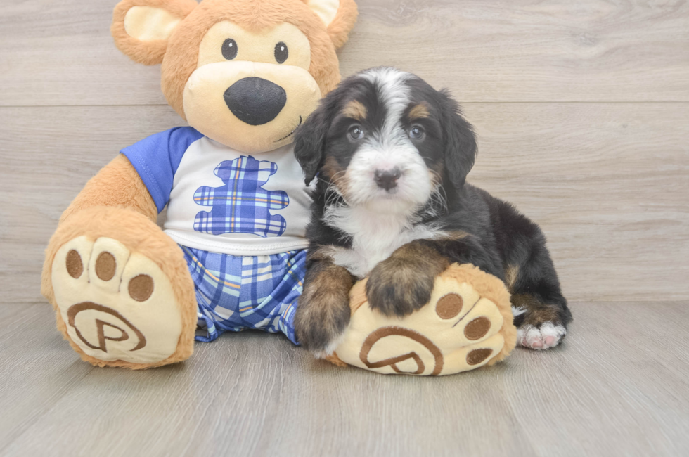 5 week old Mini Bernedoodle Puppy For Sale - Puppy Love PR
