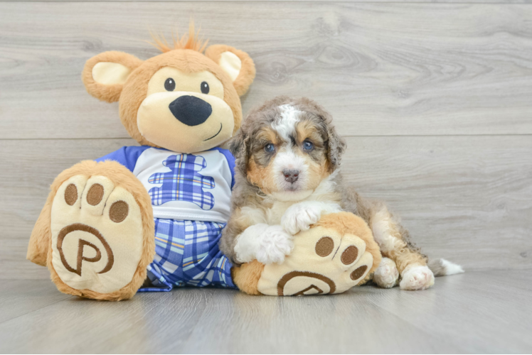 Meet Huggins - our Mini Bernedoodle Puppy Photo 1/3 - Puppy Love PR Mini Bernedoodle Pup Being Cute