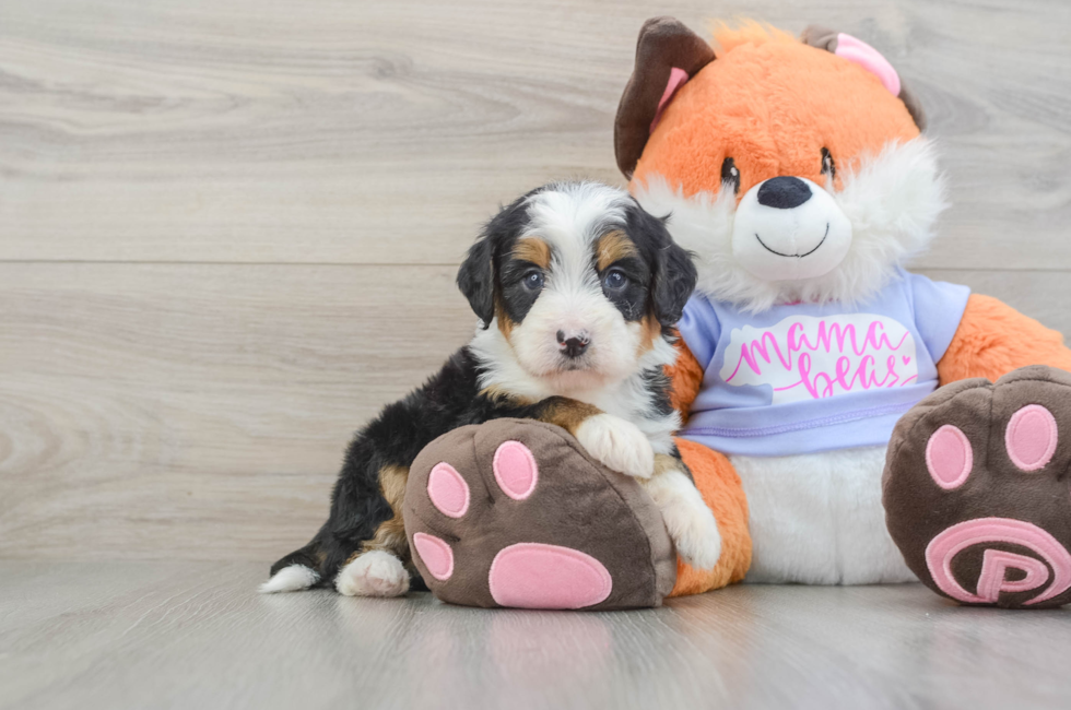 7 week old Mini Bernedoodle Puppy For Sale - Puppy Love PR