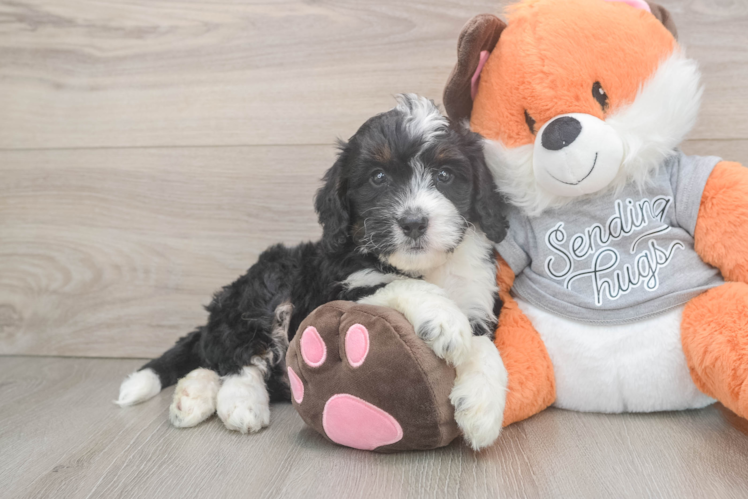 Happy Mini Bernedoodle Baby