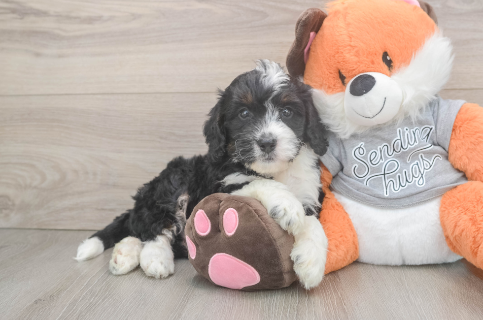 6 week old Mini Bernedoodle Puppy For Sale - Puppy Love PR