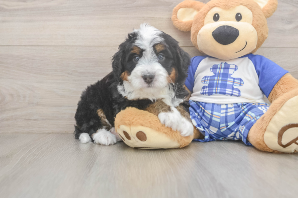 5 week old Mini Bernedoodle Puppy For Sale - Puppy Love PR