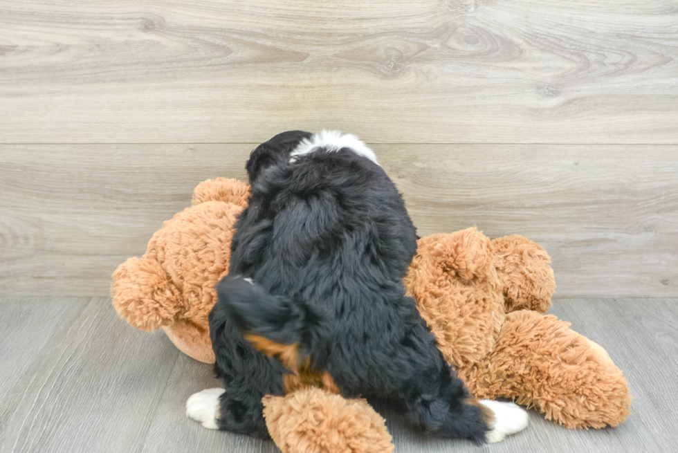 Mini Bernedoodle Pup Being Cute