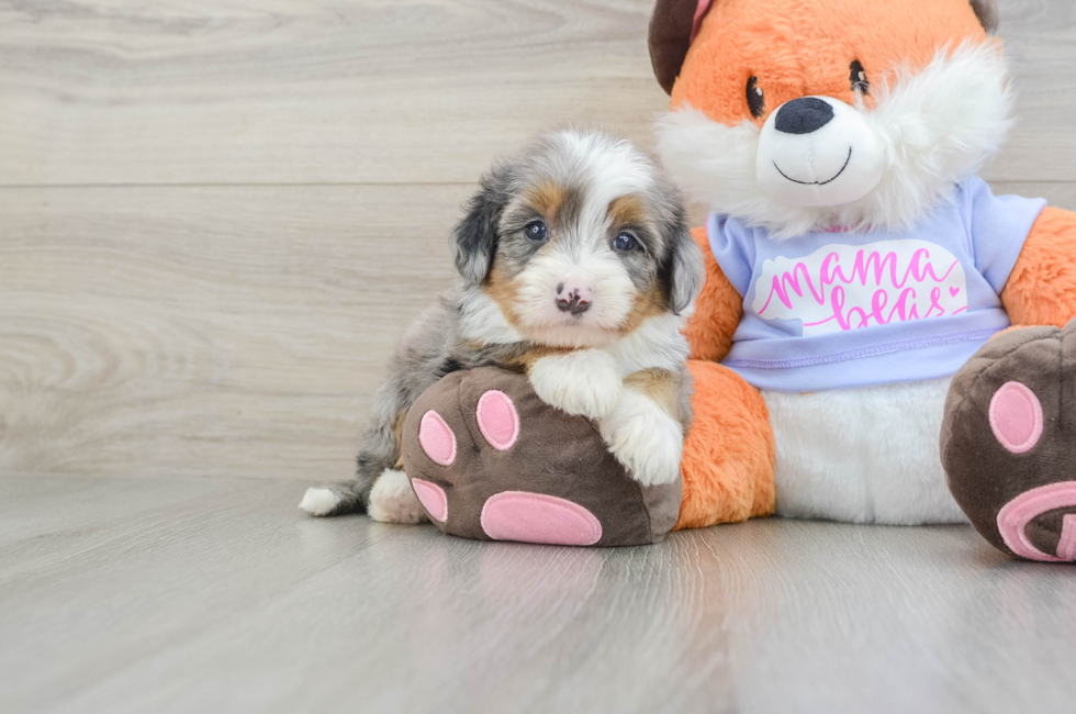 6 week old Mini Bernedoodle Puppy For Sale - Puppy Love PR