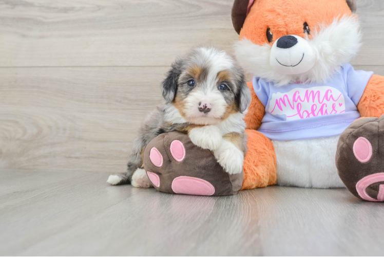 Meet Huggles - our Mini Bernedoodle Puppy Photo 1/3 - Puppy Love PR Fluffy Mini Bernedoodle Poodle Mix Pup