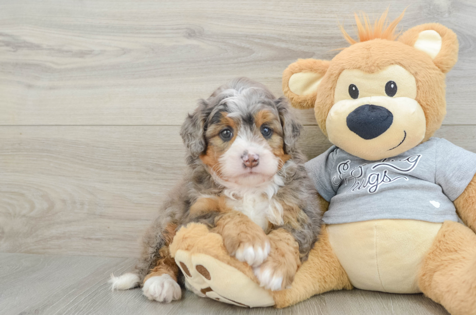 5 week old Mini Bernedoodle Puppy For Sale - Puppy Love PR