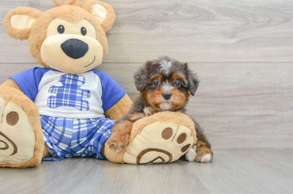 7 week old Mini Bernedoodle Puppy For Sale - Puppy Love PR