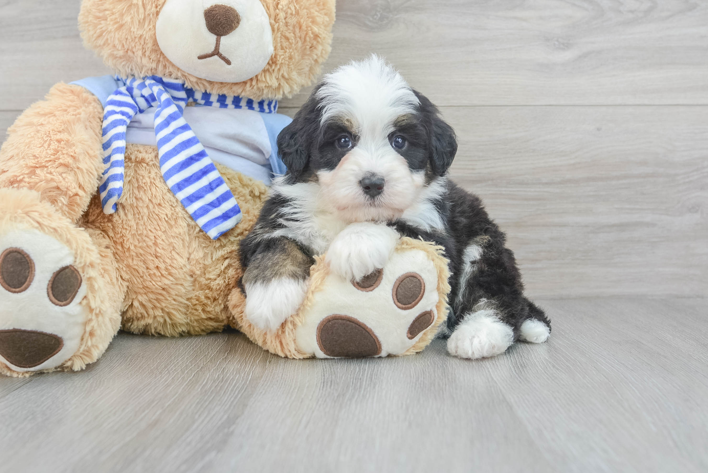 Mini Bernedoodle Pup Being Cute
