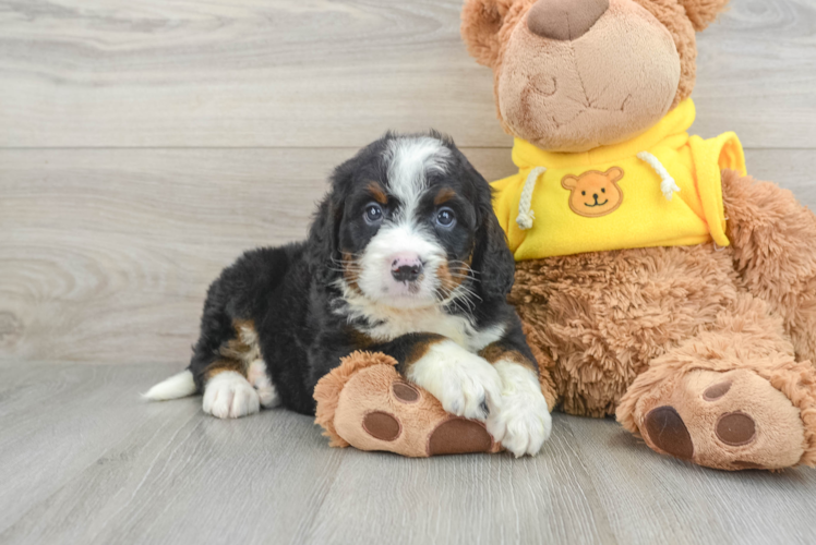 Meet Jackman - our Mini Bernedoodle Puppy Photo 1/3 - Puppy Love PR Friendly Mini Bernedoodle Baby