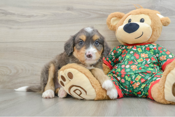 Mini Bernedoodle Puppy for Adoption