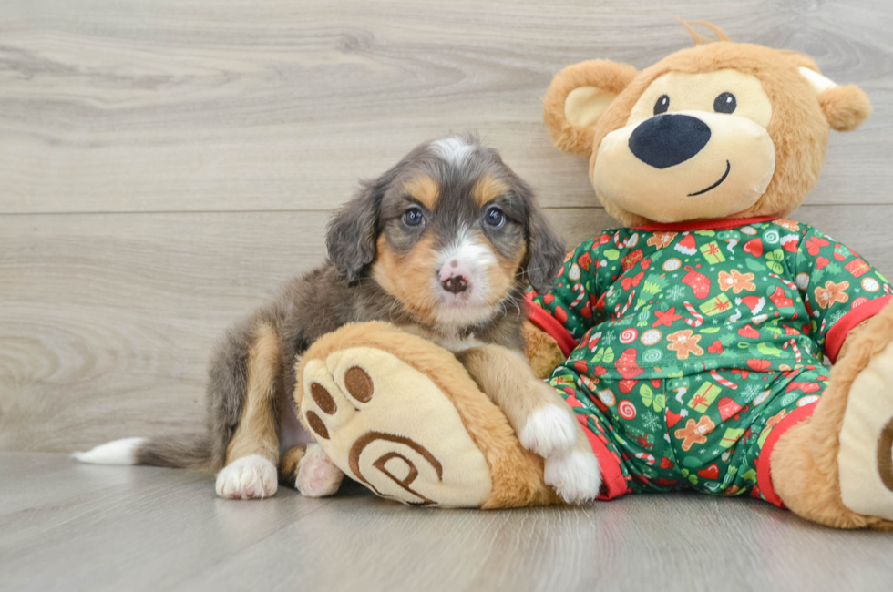 5 week old Mini Bernedoodle Puppy For Sale - Puppy Love PR