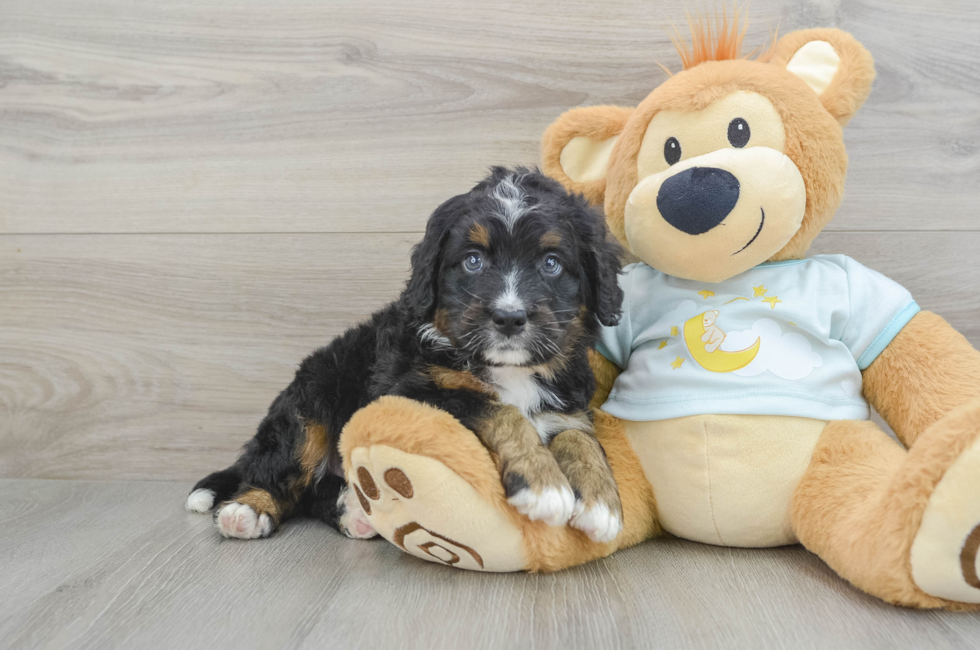 6 week old Mini Bernedoodle Puppy For Sale - Puppy Love PR