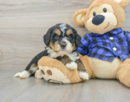 7 week old Mini Bernedoodle Puppy For Sale - Puppy Love PR