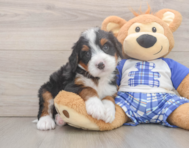 8 week old Mini Bernedoodle Puppy For Sale - Puppy Love PR