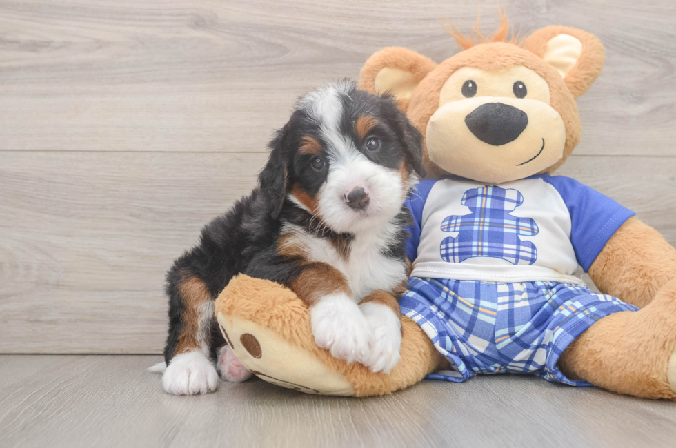 6 week old Mini Bernedoodle Puppy For Sale - Puppy Love PR
