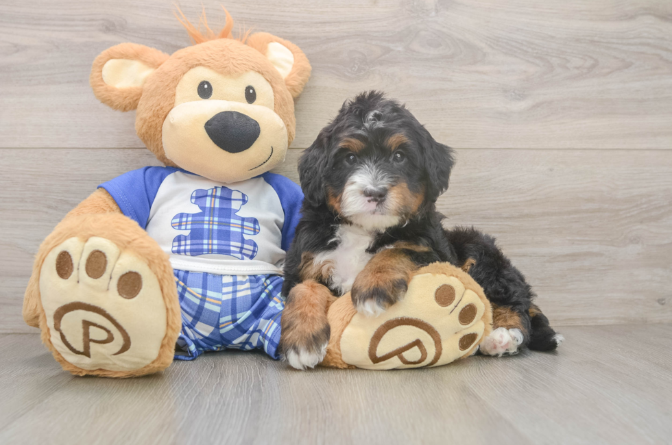 5 week old Mini Bernedoodle Puppy For Sale - Puppy Love PR