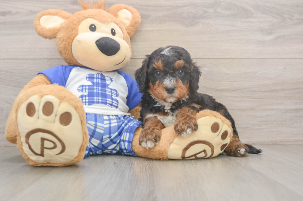5 week old Mini Bernedoodle Puppy For Sale - Puppy Love PR
