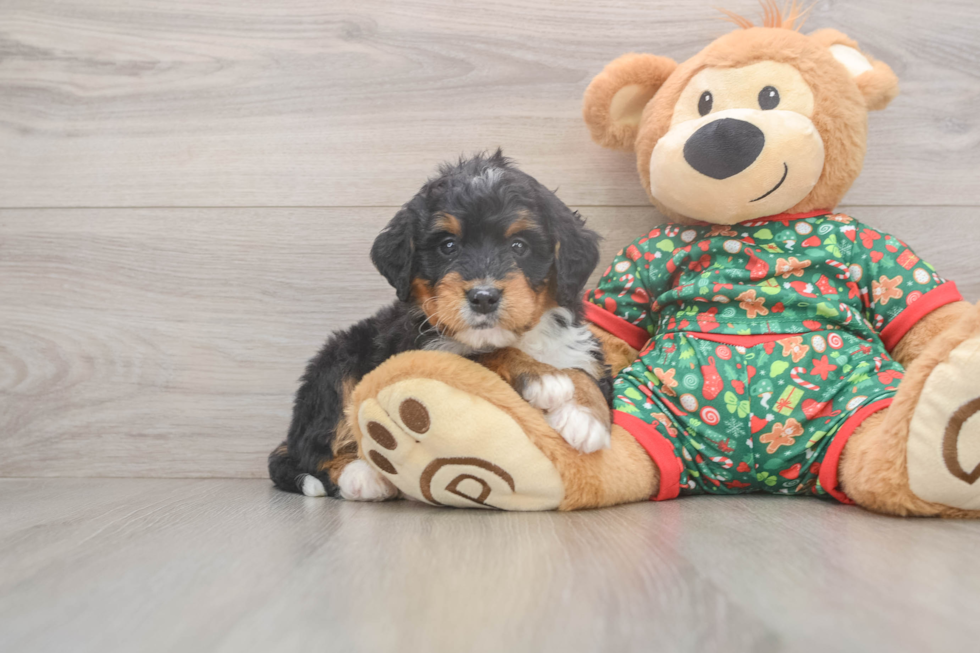 Mini Bernedoodle Pup Being Cute