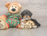 7 week old Mini Bernedoodle Puppy For Sale - Puppy Love PR