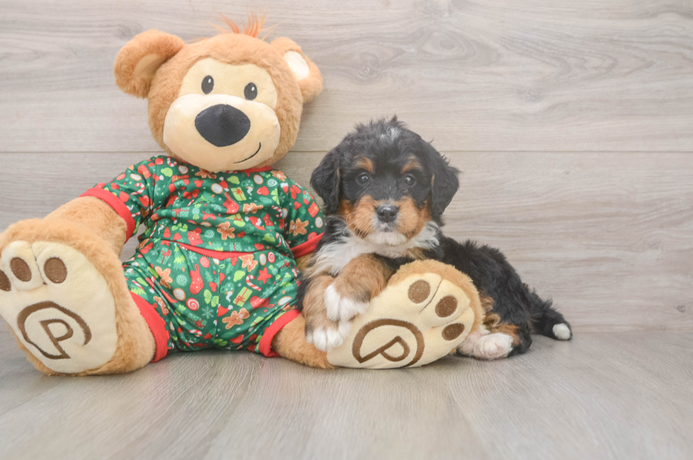 6 week old Mini Bernedoodle Puppy For Sale - Puppy Love PR
