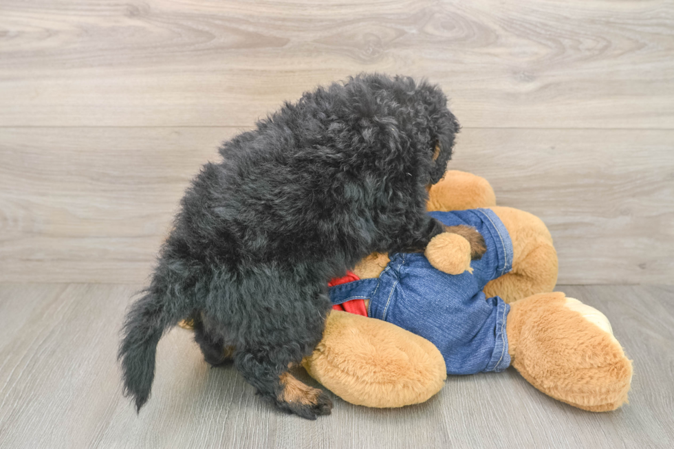 Adorable Mini Bernadoodle Poodle Mix Puppy