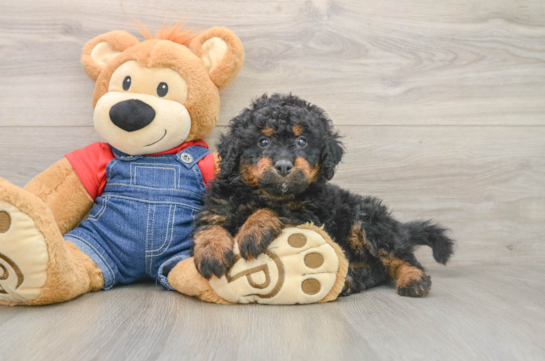 Mini Bernedoodle Pup Being Cute