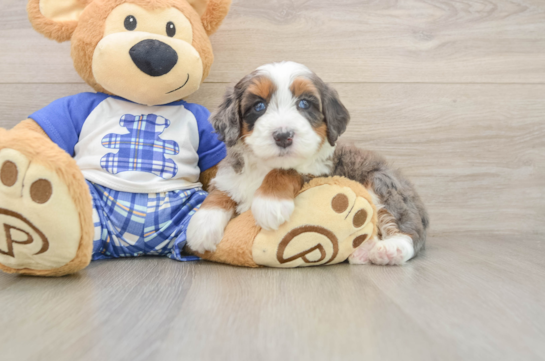 JACKMAN, a Mini Bernedoodle littermate