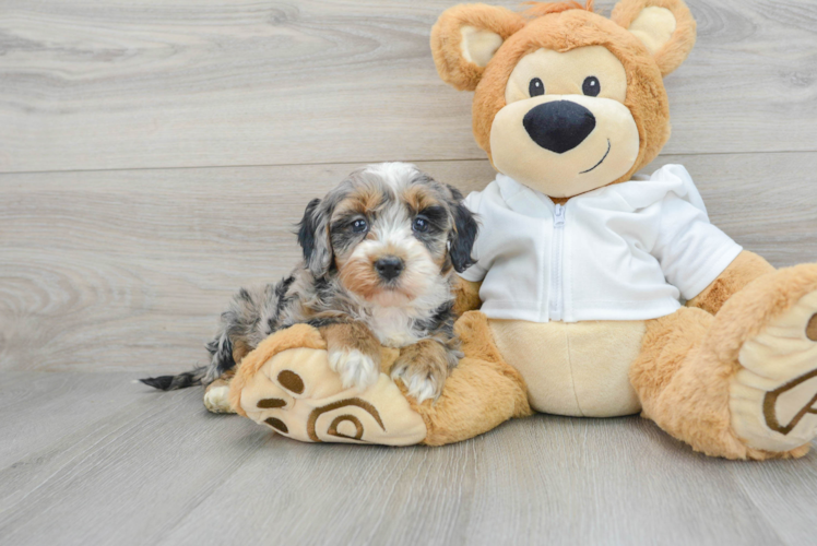 Meet Jasmin - our Mini Bernedoodle Puppy Photo 1/3 - Puppy Love PR Mini Bernedoodle Puppy for Adoption